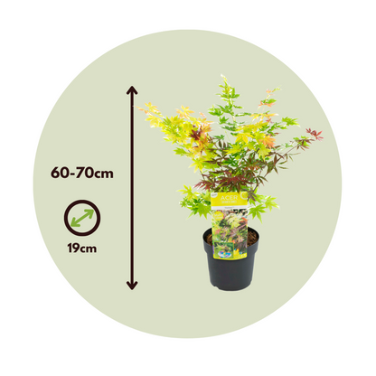 Japanese maple - 2 pcs. - Acer palmatum 'Festival' - Height 60-70cm - ⌀19cm