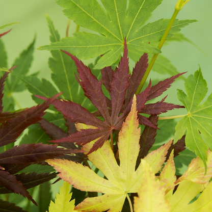 Japanese maple - 2 pcs. - Acer palmatum 'Festival' - Height 60-70cm - ⌀19cm