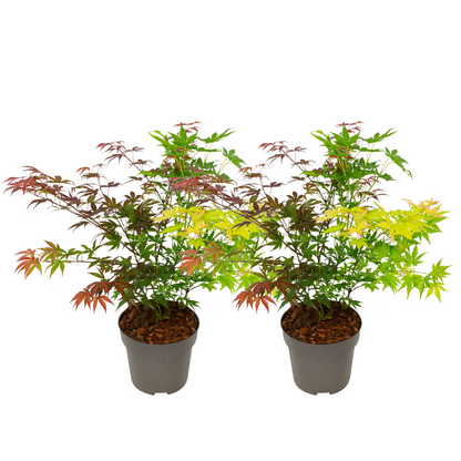 Japanese maple - 2 pcs. - Acer palmatum 'Festival' - Height 60-70cm - ⌀19cm
