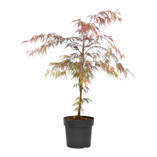 Japanese maple - Acer palmatum 'Garnet' - Height 60-70cm - ⌀19cm