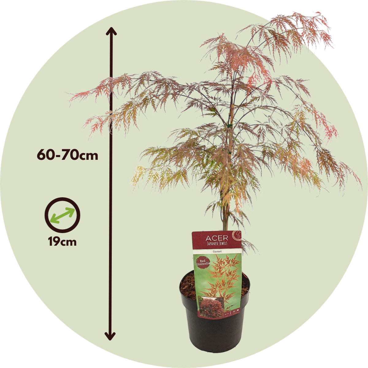 Japanese maple - Acer palmatum 'Garnet' - Height 60-70cm - ⌀19cm