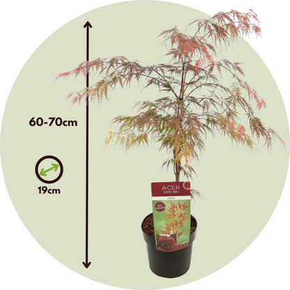 Japanese maple - Acer palmatum 'Garnet' - Height 60-70cm - ⌀19cm