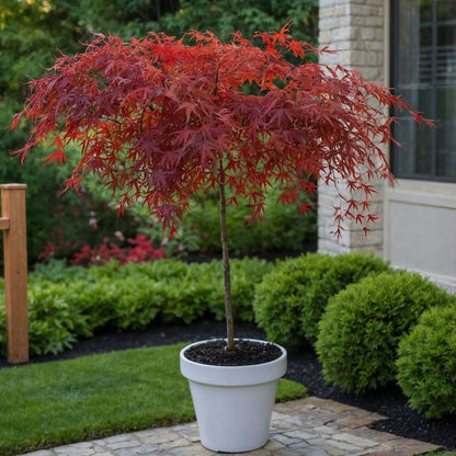 Japanese maple - 2 pcs. - Acer palmatum 'Garnet' - Height 60-70cm - ⌀19cm