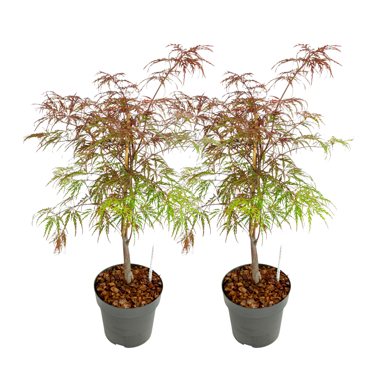 Japanese maple - 2 pcs. - Acer palmatum 'Garnet' - Height 60-70cm - ⌀19cm