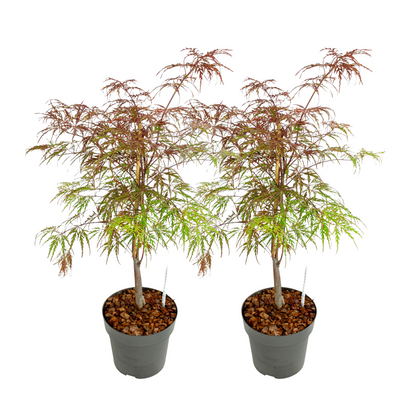 Japanese maple - 2 pcs. - Acer palmatum 'Garnet' - Height 60-70cm - ⌀19cm