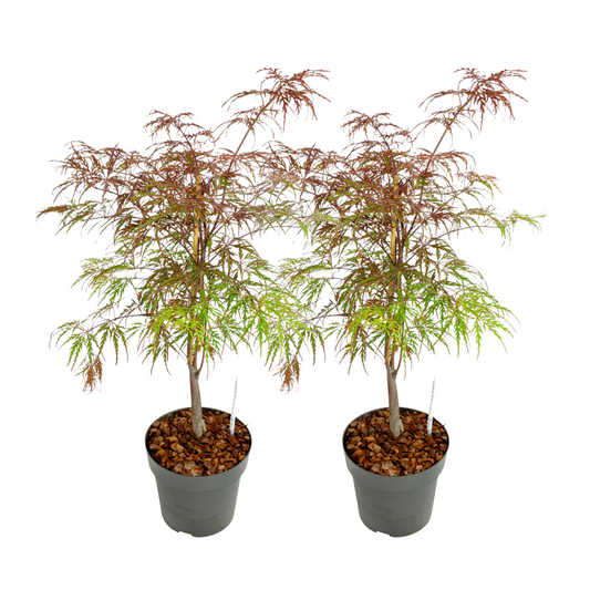 Japanese maple - 2 pcs. - Acer palmatum 'Garnet' - Height 60-70cm - ⌀19cm