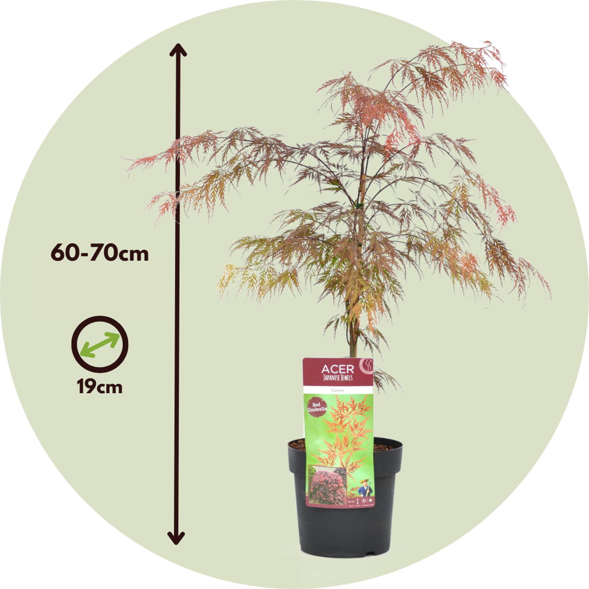 Japanese maple - 2 pcs. - Acer palmatum 'Garnet' - Height 60-70cm - ⌀19cm