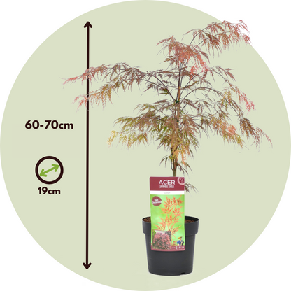 Japanese maple - 2 pcs. - Acer palmatum 'Garnet' - Height 60-70cm - ⌀19cm