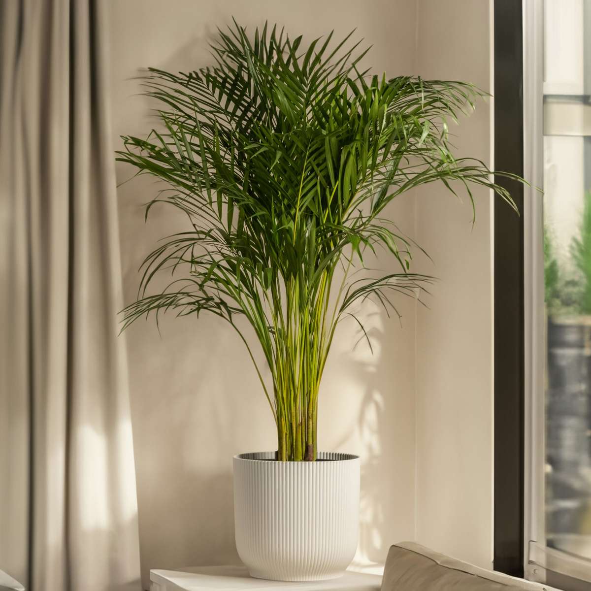 Parlour Palm - Chamaedorea elegans - Height 50-60cm - ⌀17cm