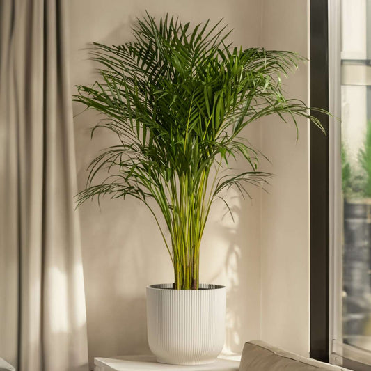 Parlour Palm - Chamaedorea elegans - Height 50-60cm - ⌀17cm