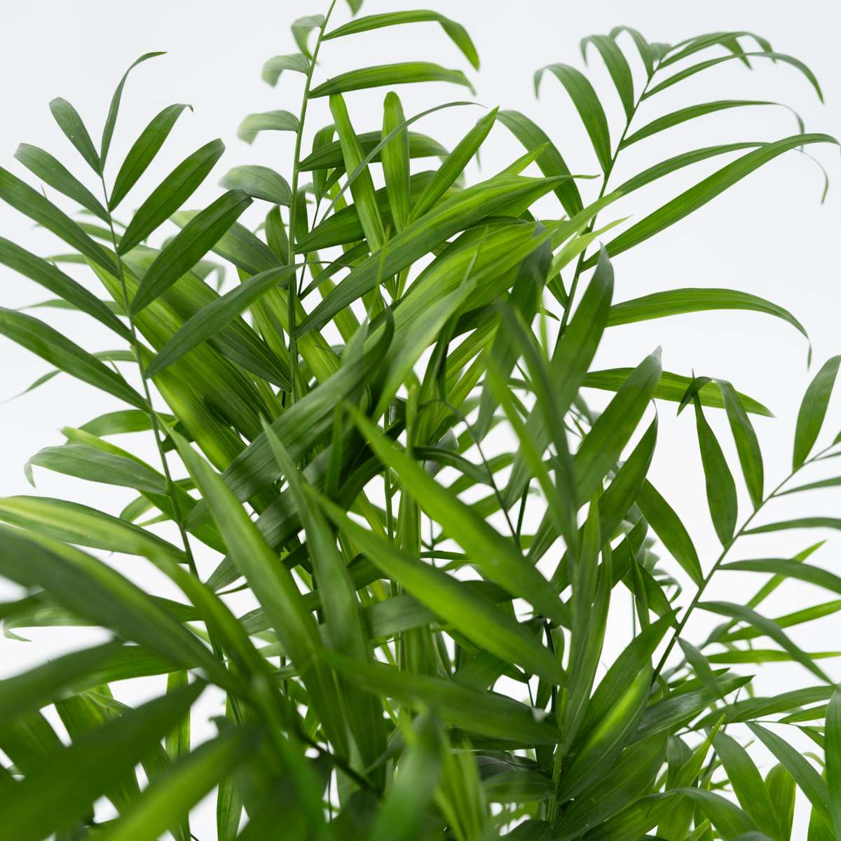 Parlour Palm - Chamaedorea elegans - Height 50-60cm - ⌀17cm