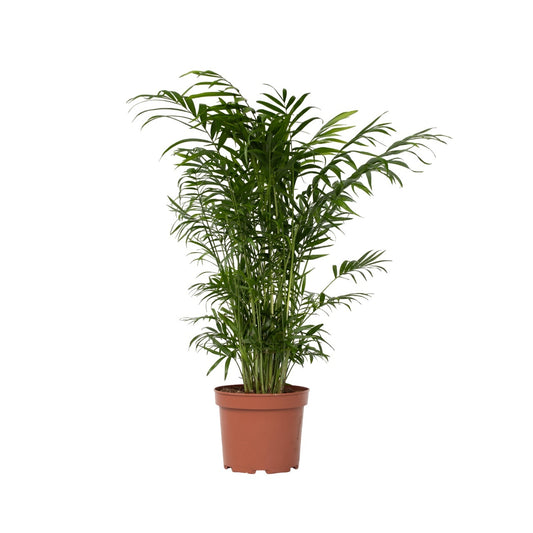 Parlour Palm - Chamaedorea elegans - Height 50-60cm - ⌀17cm