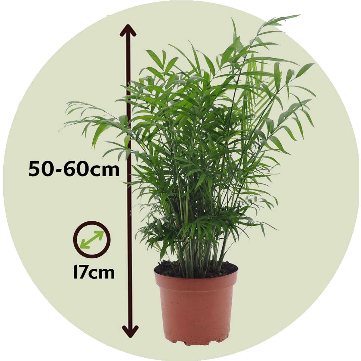Parlour Palm - Chamaedorea elegans - Height 50-60cm - ⌀17cm
