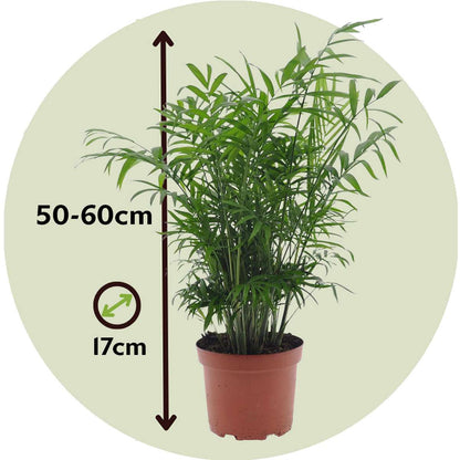 Parlour Palm - Chamaedorea elegans - Height 50-60cm - ⌀17cm