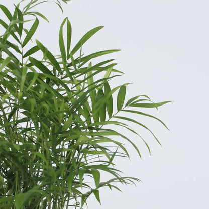 Parlour Palm - 2 pcs. - Chamaedorea elegans - Height 50-60cm - ⌀17cm