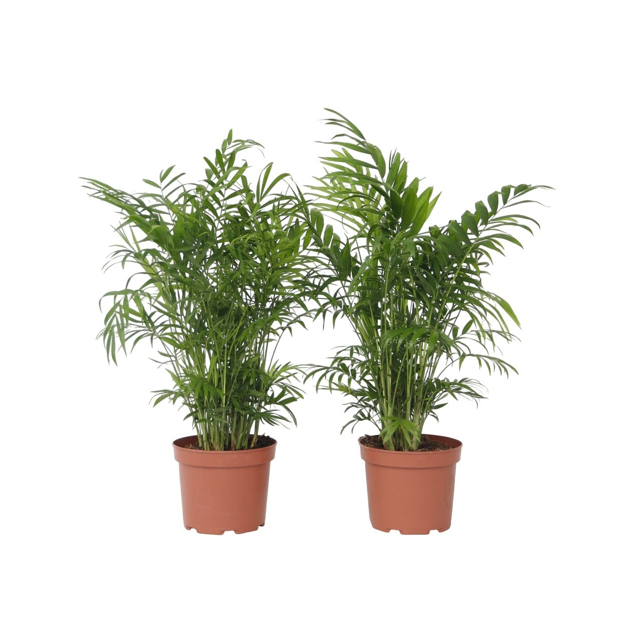 Parlour Palm - 2 pcs. - Chamaedorea elegans - Height 50-60cm - ⌀17cm