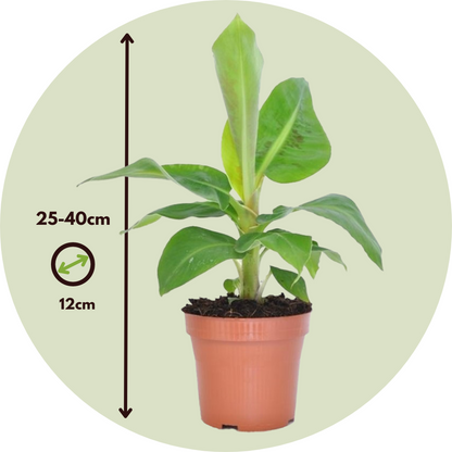 Banana Plant - 2 pcs. - Musa 'Oriental Dwarf' - Height 25-40cm - ⌀12cm