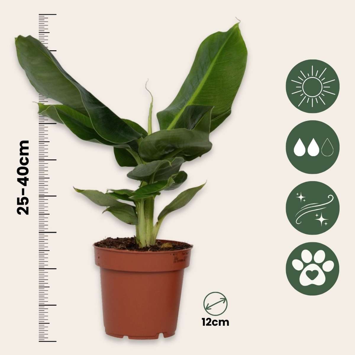 Banana Plant - 2 pcs. - Musa 'Oriental Dwarf' - Height 25-40cm - ⌀12cm