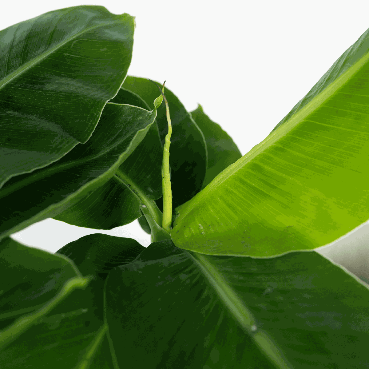 Banana Plant - Musa 'Oriental Dwarf' - Height 25-40cm - ⌀12cm