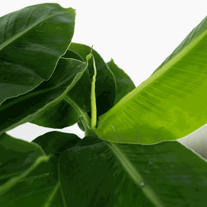 Banana Plant - Musa 'Oriental Dwarf' - Height 25-40cm - ⌀12cm