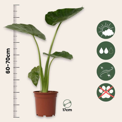 Elephant's Ear - Alocasia 'Macrorrhizos' - Height 60-70cm - ⌀17cm