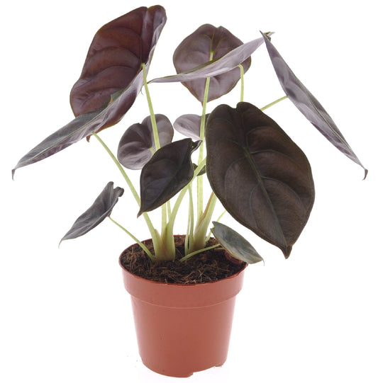 Jewel Alocasia - Alocasia cuprea 'Red Secret' - Height 25-35cm - ⌀12cm