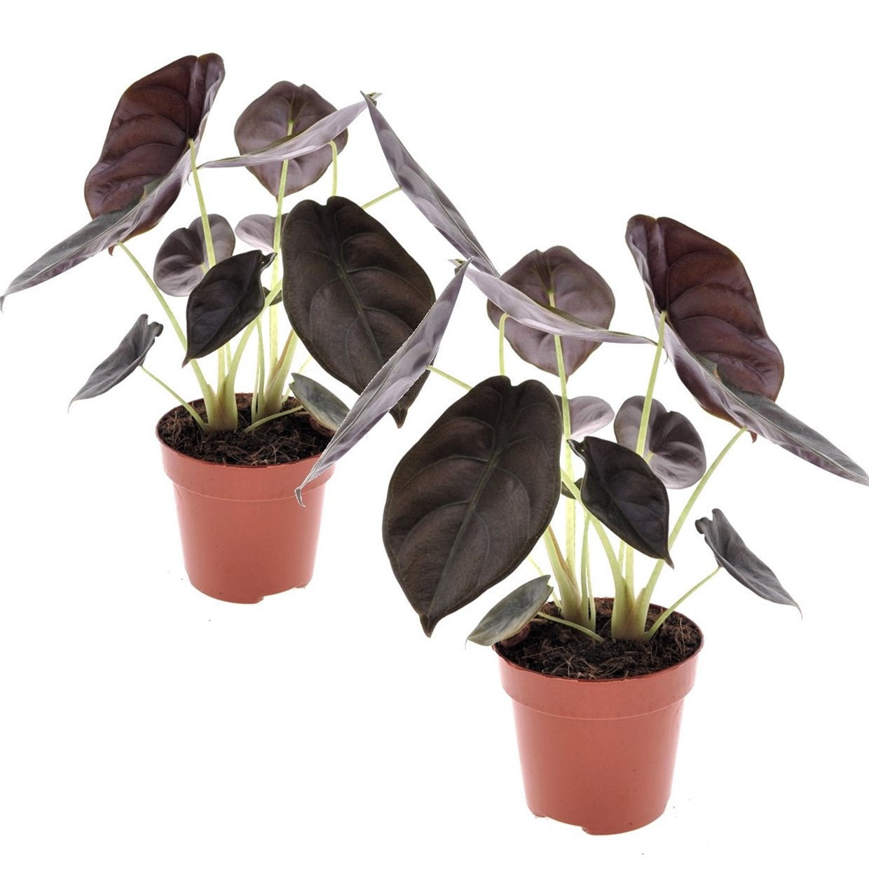 Jewel Alocasia - 2 pcs. - Alocasia cuprea 'Red Secret' - Height 25-35cm - ⌀12cm