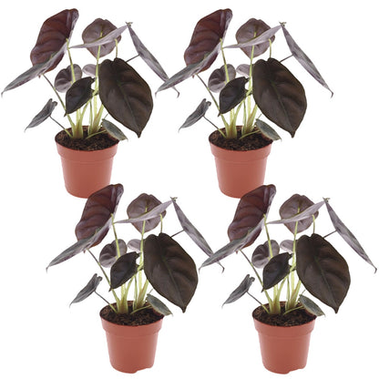 Jewel Alocasia - 4 pcs. - Alocasia cuprea 'Red Secret' - Height 25-35cm - ⌀12cm