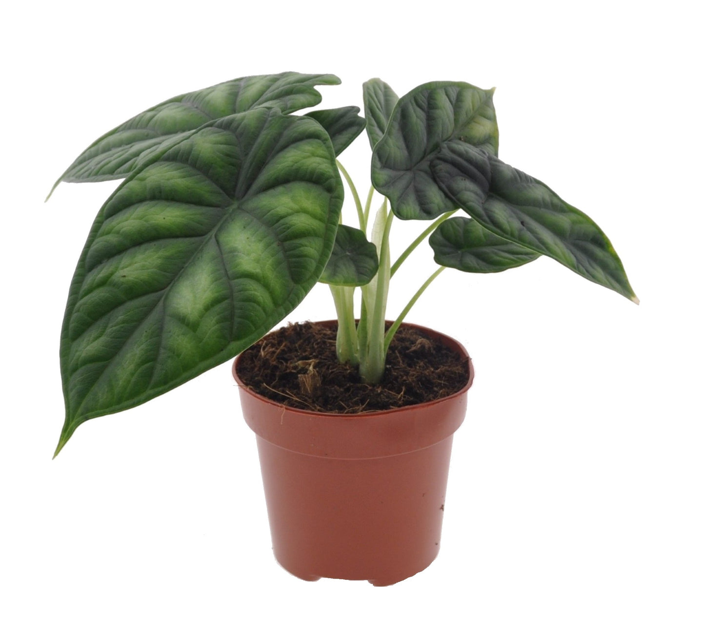 Dragon Plant - Alocasia 'Dragon Scale' - Height 30-40cm - ⌀12cm