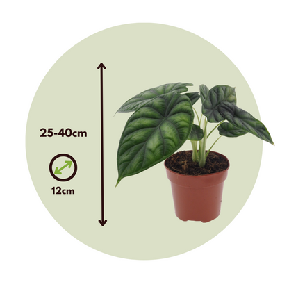 Dragon Plant - Alocasia 'Dragon Scale' - Height 30-40cm - ⌀12cm