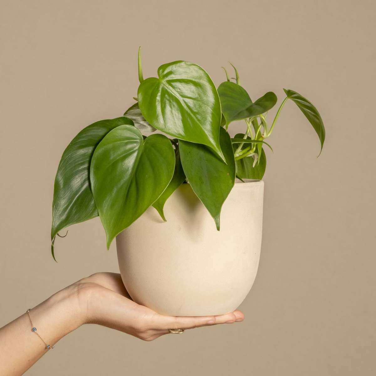 Chinese money plant - 2 pcs. - Peperomia polybotrya - Height 20-30cm - ⌀12cm