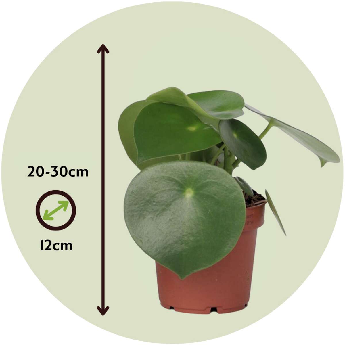 Chinese money plant - Peperomia polybotrya - Height 20-30cm - ⌀12cm