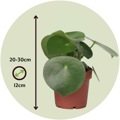 Chinese money plant - Peperomia polybotrya - Height 20-30cm - ⌀12cm
