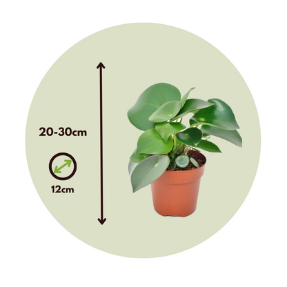 Chinese money plant - 4 pcs. - Peperomia polybotrya - Height 20-30cm - ⌀12cm