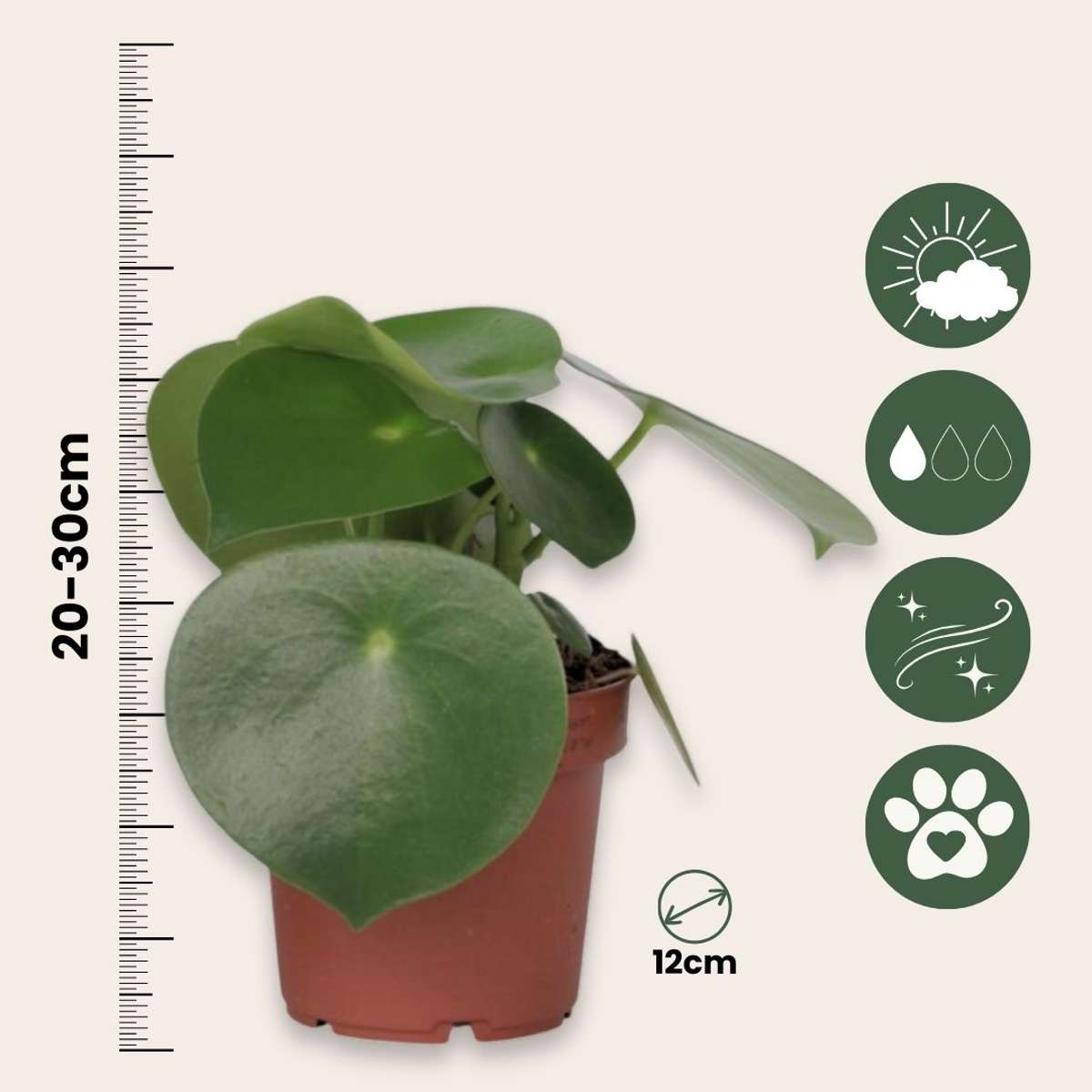 Chinese money plant - 2 pcs. - Peperomia polybotrya - Height 20-30cm - ⌀12cm