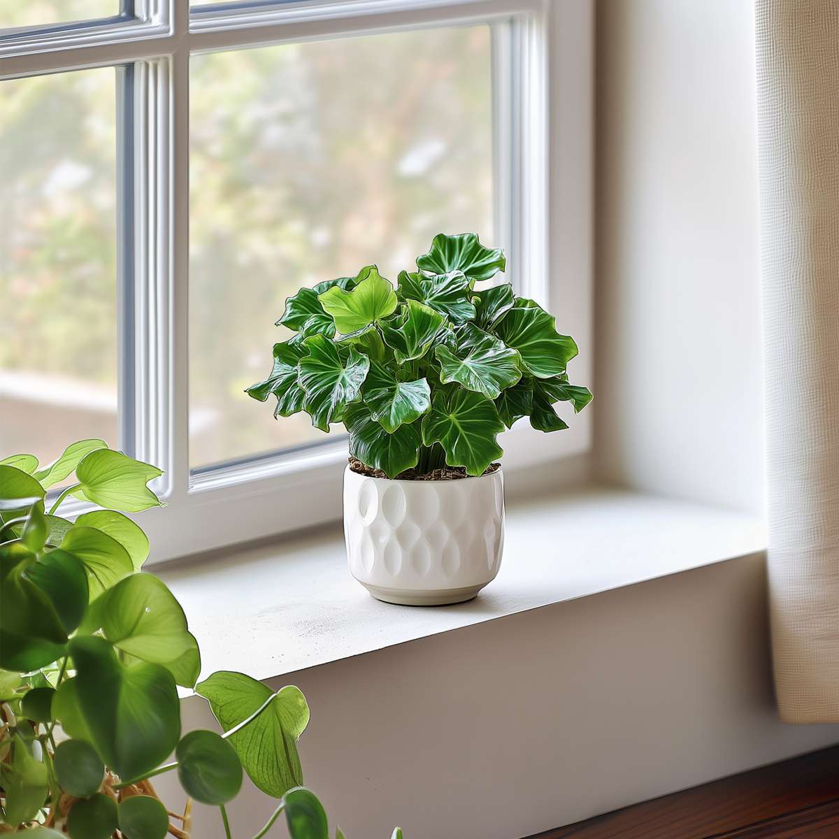 Split Leaf - 2 pcs. - Thaumatophyllum bipinnatifidum - Height 30-40cm - ⌀12cm