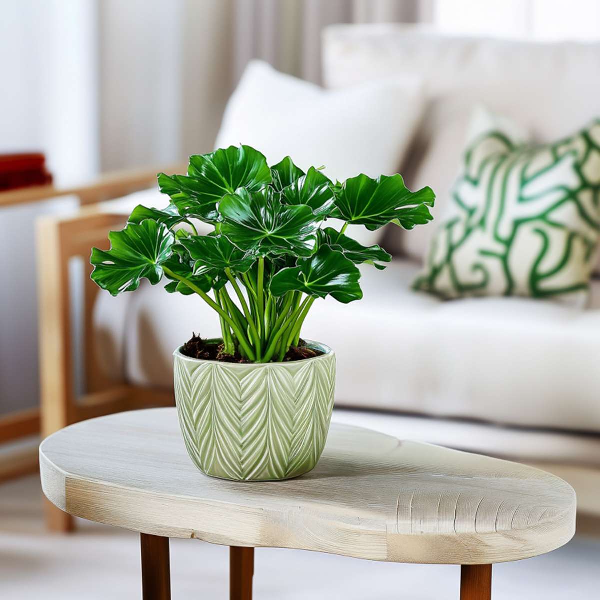 Split Leaf - 2 pcs. - Thaumatophyllum bipinnatifidum - Height 30-40cm - ⌀12cm