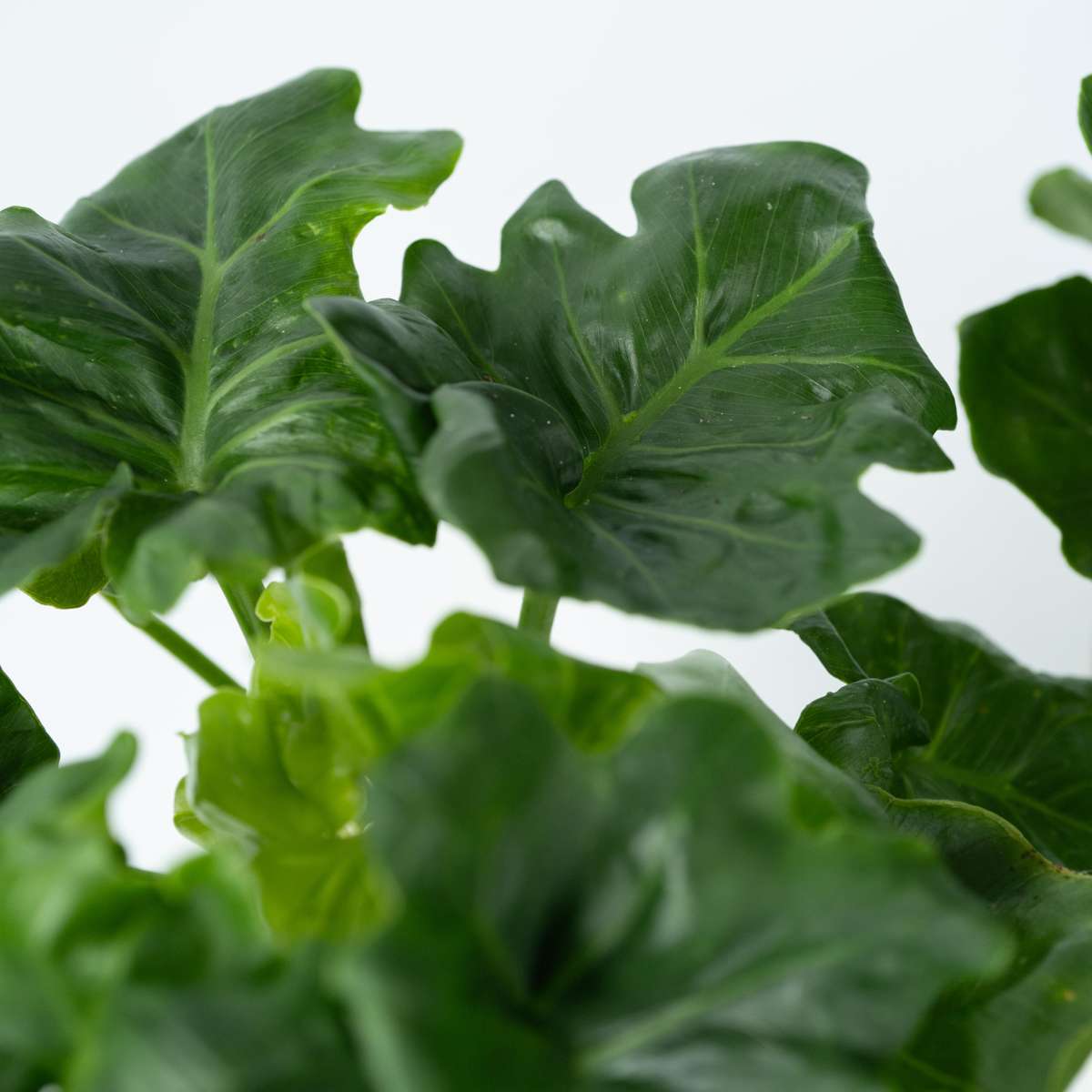 Split Leaf - 2 pcs. - Thaumatophyllum bipinnatifidum - Height 30-40cm - ⌀12cm