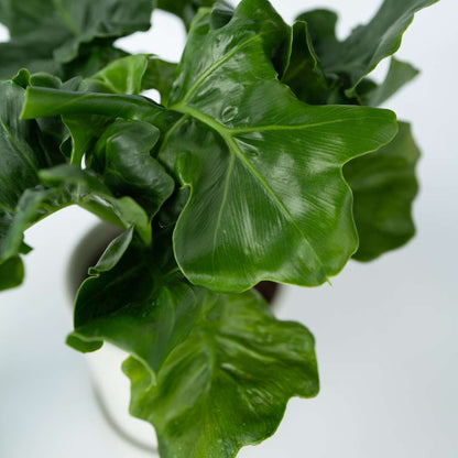 Split Leaf - 2 pcs. - Thaumatophyllum bipinnatifidum - Height 30-40cm - ⌀12cm