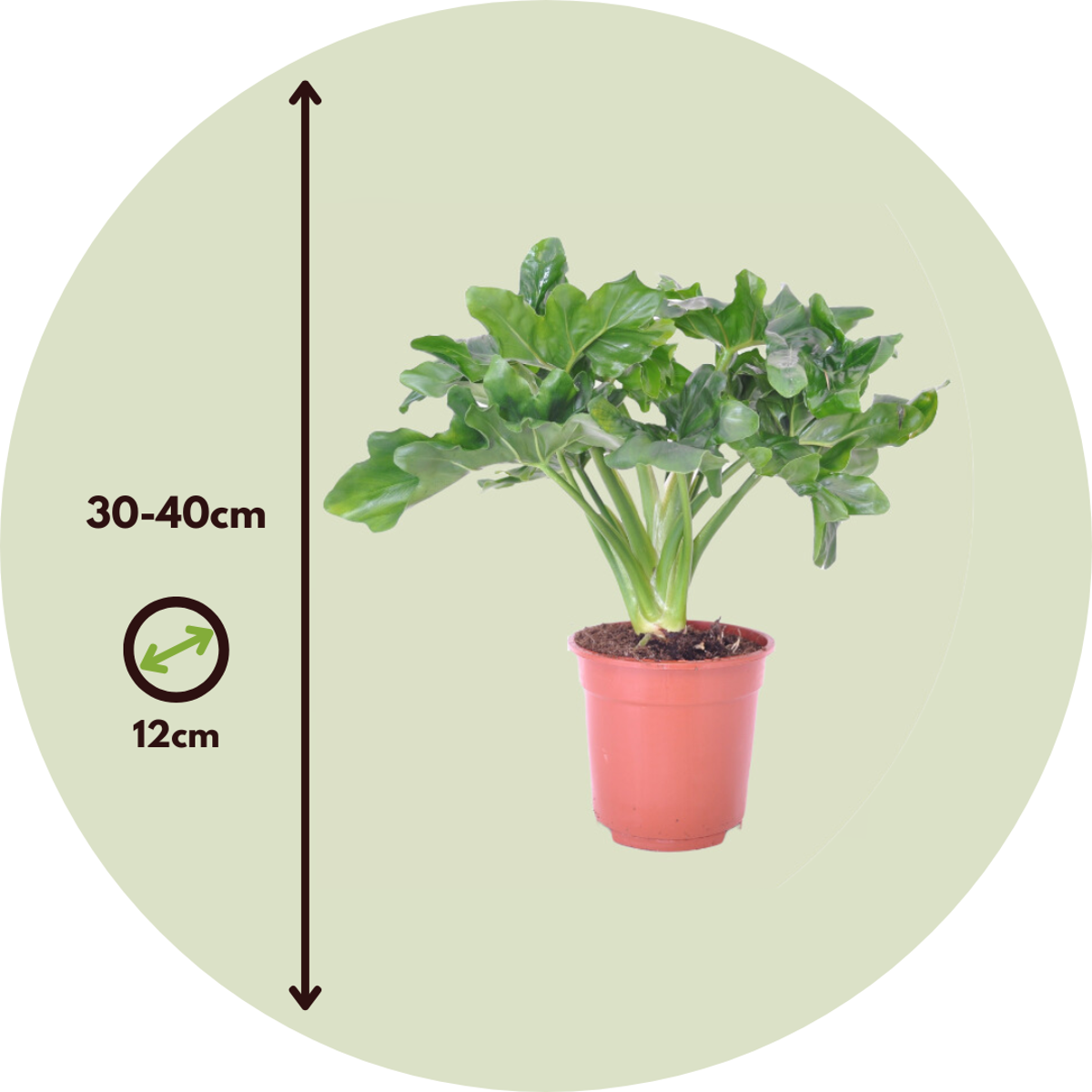 Split Leaf - 2 pcs. - Thaumatophyllum bipinnatifidum - Height 30-40cm - ⌀12cm