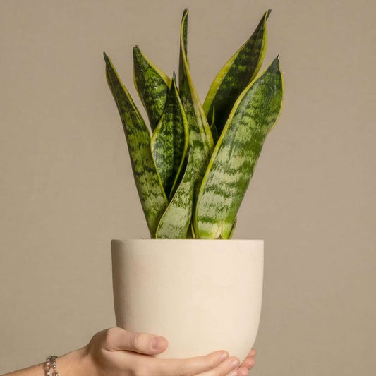 Snake plant - Sanseviera trifasciata 'Futura Superba' - Height 35-40cm - ⌀12cm