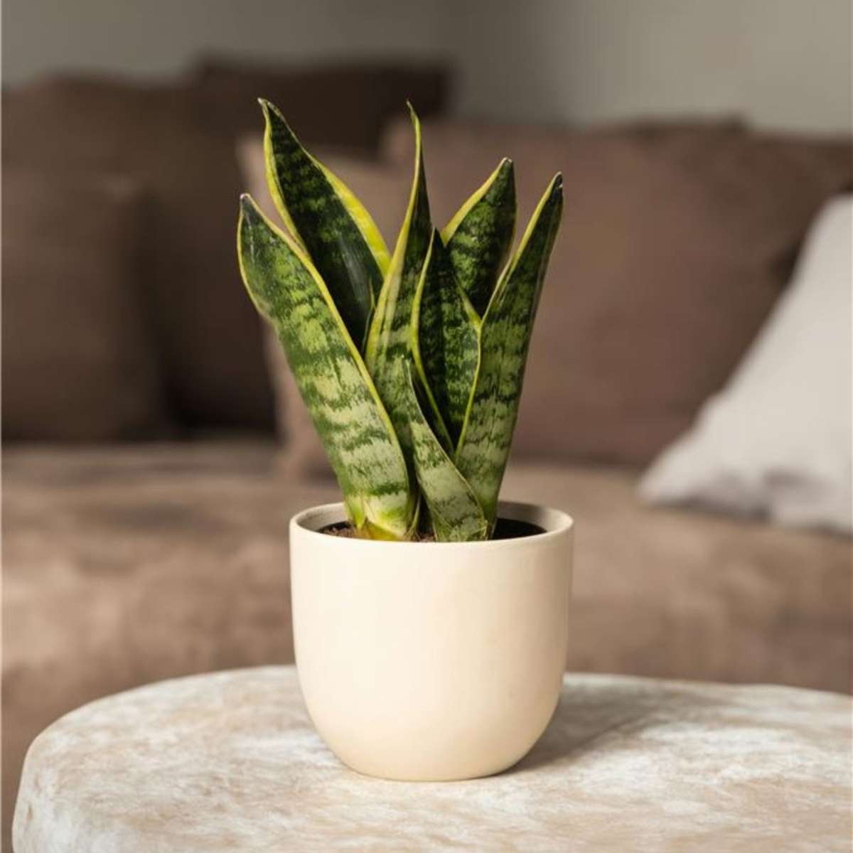 Snake plant - Sanseviera trifasciata 'Futura Superba' - Height 35-40cm - ⌀12cm