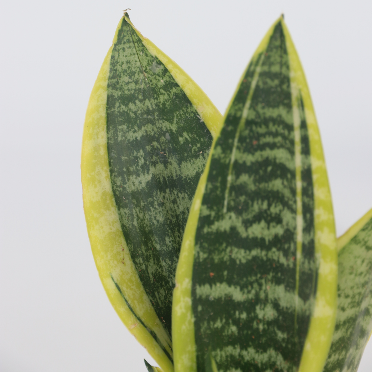 Snake plant - Sanseviera trifasciata 'Futura Superba' - Height 35-40cm - ⌀12cm
