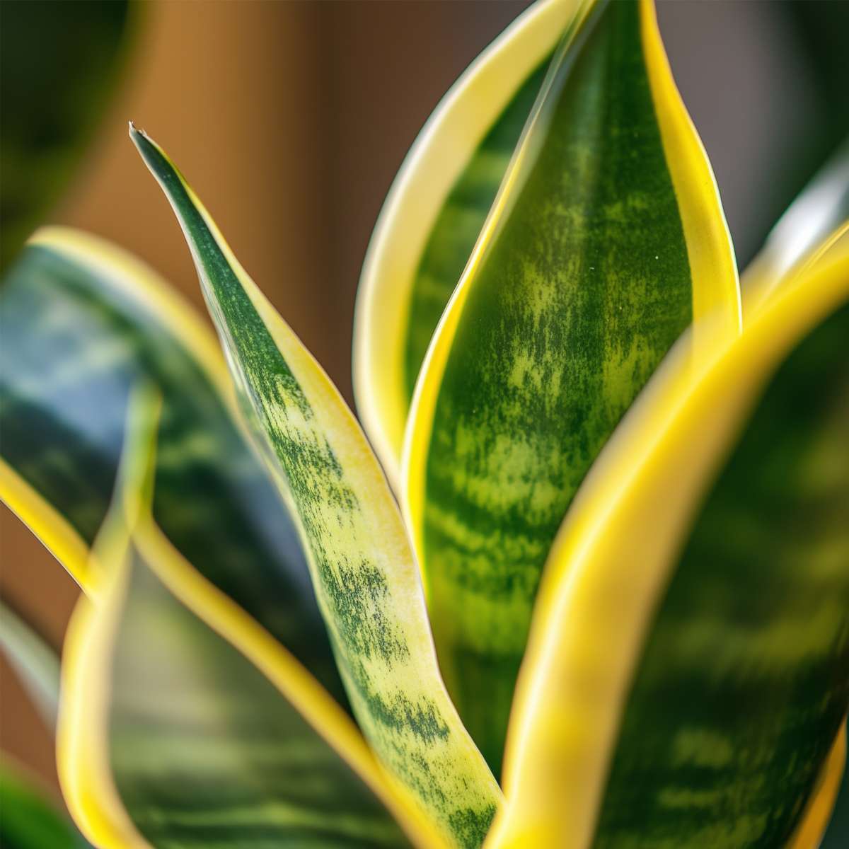 Snake plant - Sanseviera trifasciata 'Futura Superba' - Height 35-40cm - ⌀12cm