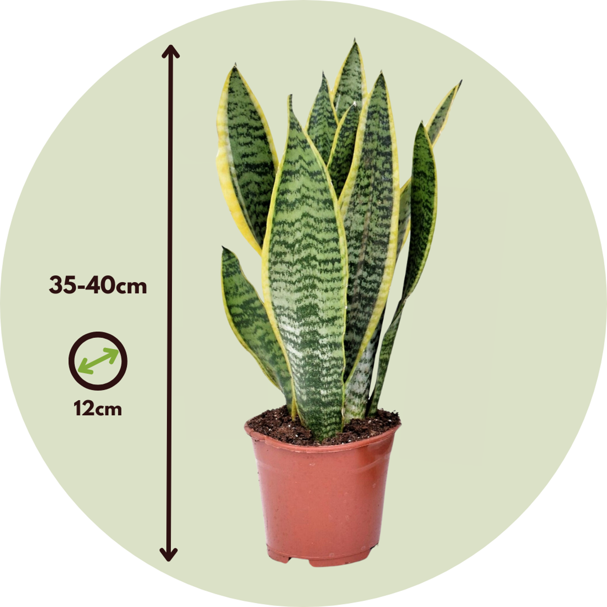 Snake plant - Sanseviera trifasciata 'Futura Superba' - Height 35-40cm - ⌀12cm