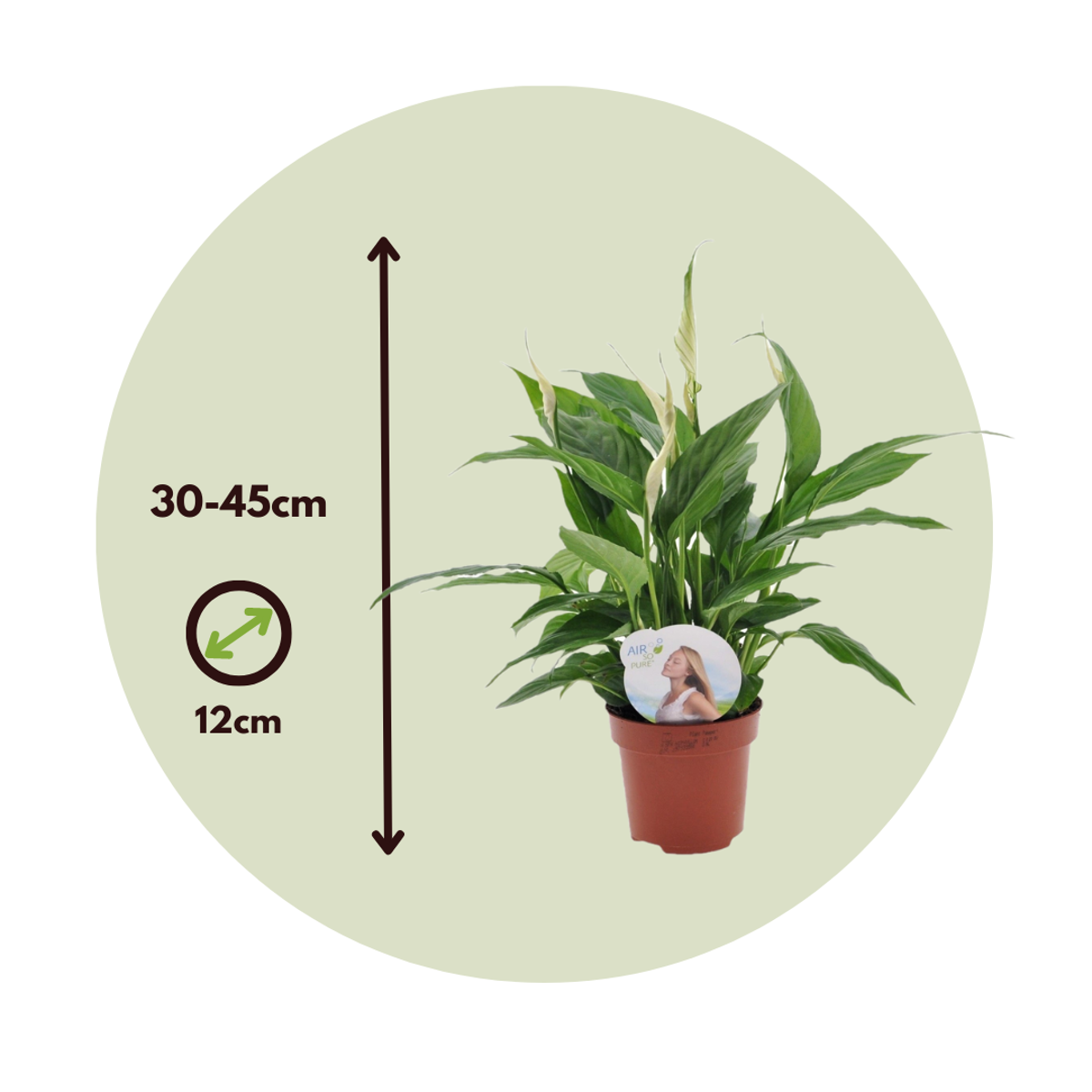 Peace lilly - 4 pcs. - Spathiphyllum 'Torelli' - Height 30-45cm - ⌀12cm