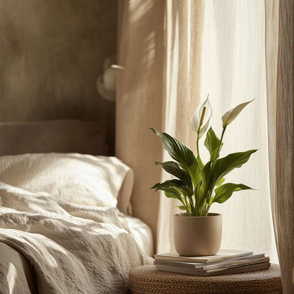 Peace lilly - 4 pcs. - Spathiphyllum 'Torelli' - Height 30-45cm - ⌀12cm