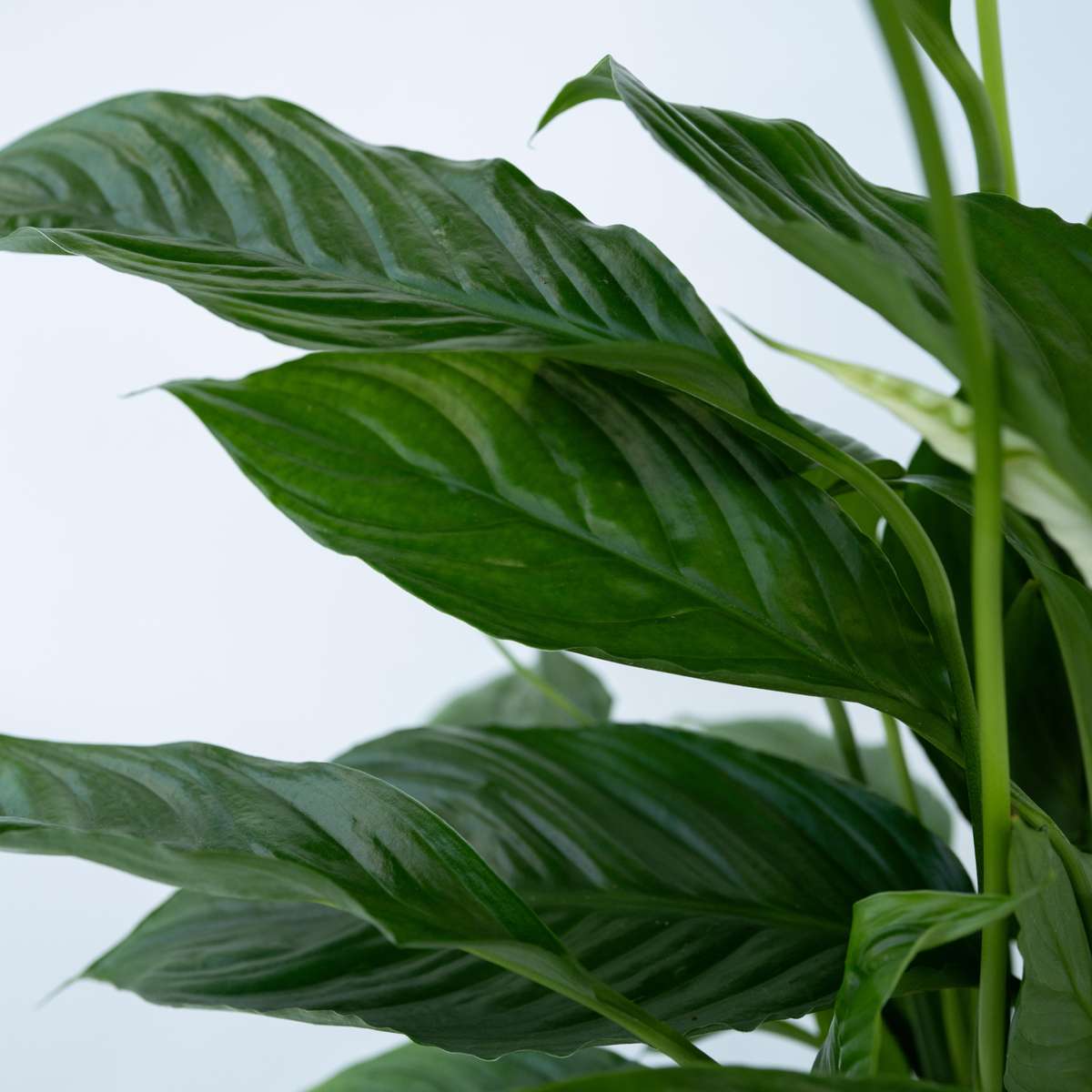 Peace lilly - 4 pcs. - Spathiphyllum 'Torelli' - Height 30-45cm - ⌀12cm