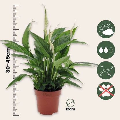 Peace lilly - 4 pcs. - Spathiphyllum 'Torelli' - Height 30-45cm - ⌀12cm