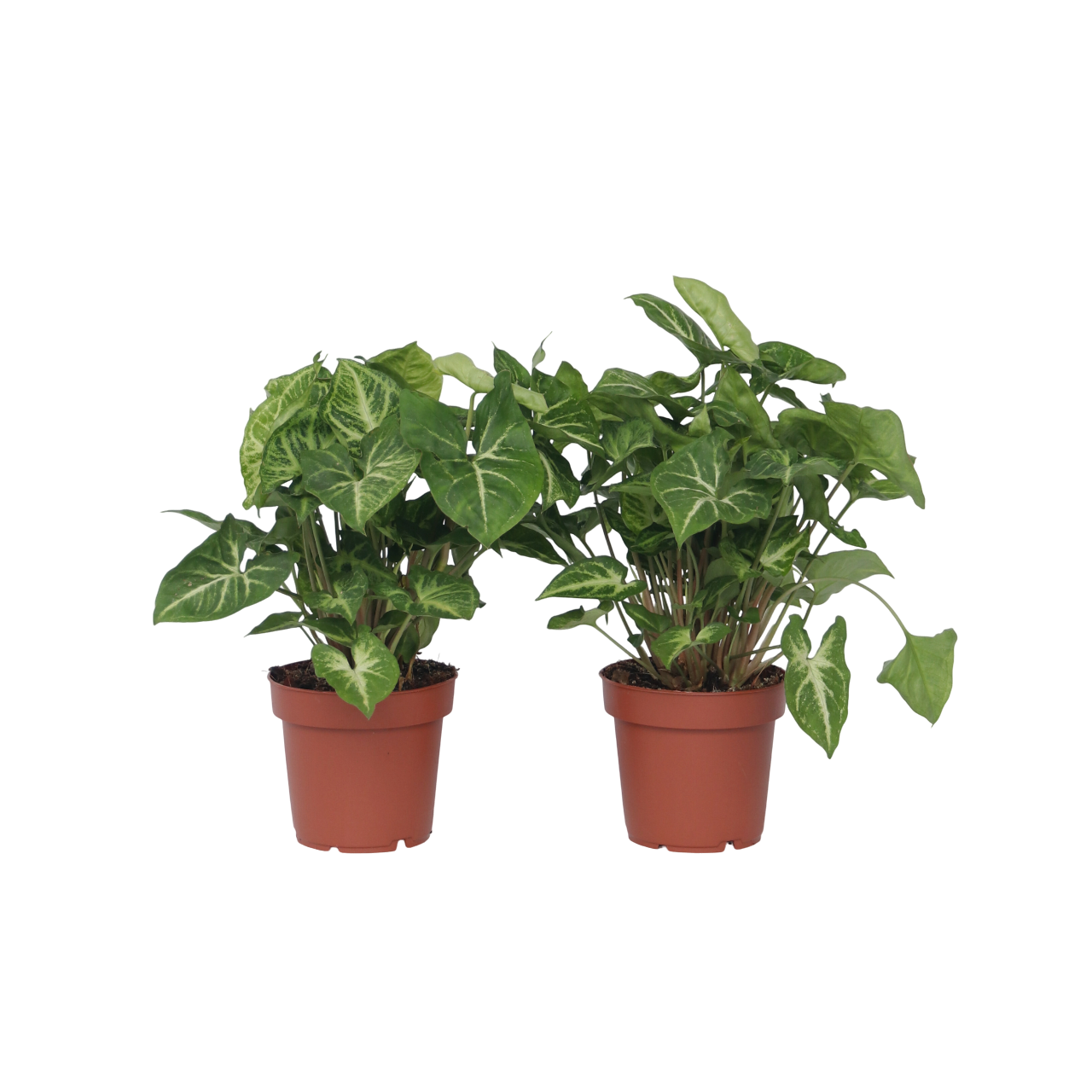 Arrowhead Plant Red Heart - 2 pcs. - Syngonium 'Pixie' - Height 25-40cm - ⌀12cm